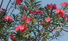 Trúc đào - Cây hoa đẹp, dễ gây ngộ độc