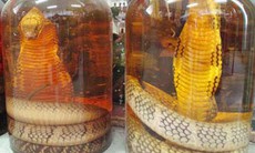 Coi chừng rượu rắn đểu