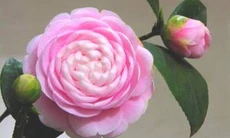 Thuốc từ các loài hoa