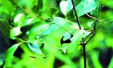 Dây gắm hoạt huyết, giải độc 