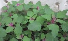 Tác dụng chữa bệnh của cây rau muối