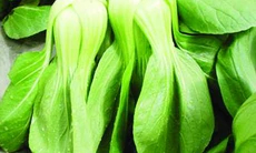 Rau cải thìa