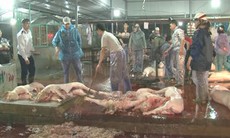 Hãi hùng các lò giết mổ gia súc thủ công