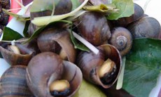 Món ăn bài thuốc từ ốc nhồi