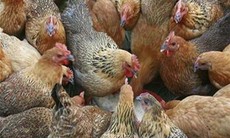 Chấn động gà Trung Quốc được vỗ béo bằng... 18 loại kháng sinh