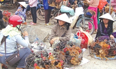 Cảnh giác cao độ với virus cúm A/H7N9 và cả A/H5N1