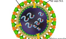 Khuyến cáo điều trị cúm A/H7N9