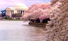 Trăm năm sắc anh đào ở Washington