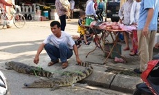 Mang cá sấu sống bày bán ngay cổng chợ