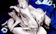 Bắt giữ ôtô chở 800kg thịt heo sữa thối