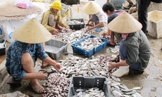 Tận thấy công nghệ chế biến cá khô bẩn