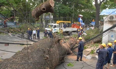 Cây cổ thụ bật gốc kéo đổ cột điện, đè nhà dân