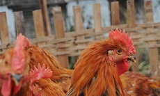 Virus cúm gia cầm chủng H7N3 lan rộng tại Mexico