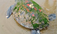 Rùa biển nặng gần tạ mắc lưới ngư dân 