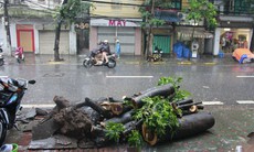 Hà Nội: Cây đổ ngang đường, một người tử vong