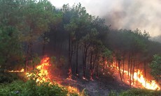 Cháy rừng liên tục ở Nghệ An - Vì sao?