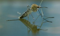 Phát hiện vi-rút Zika trong loài muỗi khác
