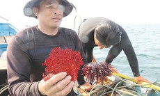 Thấy gì dưới đáy biển sau thảm họa cá chết
