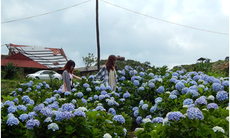 Du lịch tháng 6: Đến Lạng Sơn ngắm hoa Cẩm tú cầu