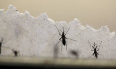 Người nhiễm virus Zika ở Nhật không phải người Việt Nam như đã tưởng