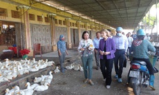 Thứ trưởng Y tế Hoa Kỳ Mary Wakefield thăm chợ đầu mối gia cầm Hà Vỹ