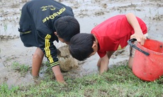 Mạo hiểm với ‘nghề’ mò cua của các em nhỏ Hà Tĩnh