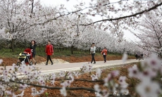 Ngắm hoa anh đào nở tuyệt đẹp vào mùa xuân ở Quý Châu, Trung Hoa