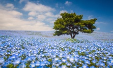 Những cánh đồng hoa xuân đẹp nổi tiếng thế giới