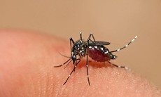 Quảng Trị: Bùng phát 400 ca mắc bệnh sốt xuất huyết ở vùng biên giới