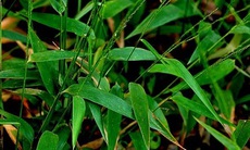 Cỏ lá tre hạ sốt, lợi niệu