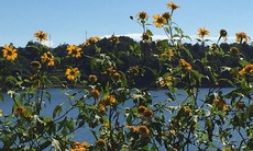 Dã quỳ cuối mùa...