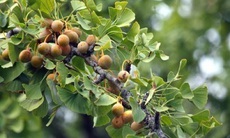 9 thảo dược có lợi cho tim