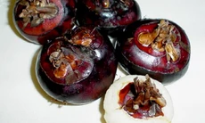 Củ năng ích khí, hạ áp