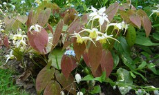 Bài thuốc chữa yếu sinh lý