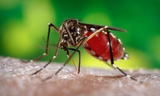 Cách hiệu quả xua muỗi, ngừa bệnh Zika