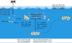 Nguyên nhân gây cá chết được truy tìm như thế nào