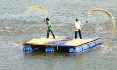 Vụ cấp khống hơn 800 sản phẩm vật tư thủy sản: Nhiều hệ lụy nặng nề