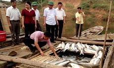 Hơn 50 tấn cá chết ở biển Nghi Sơn, Thanh Hóa: Công ty lọc hóa dầu Nghi Sơn súc rửa đường ống, xả thải ra môi trường có liên quan hay không?