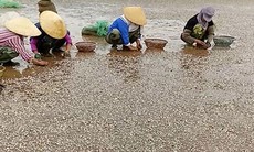 Tìm nguyên nhân ngao chết hàng loạt ở Thanh Hóa: Cơ quan chức năng vẫn lúng túng?