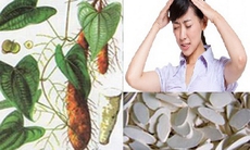 Bài thuốc chữa chóng mặt ù tai