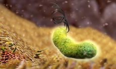 Diệt vi khuẩn H. pylori gây bệnh đường ruột hiệu quả khi phối hợp thuốc hợp lý