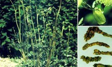 Khương hoạt - Vị thuốc trị phong hàn thấp