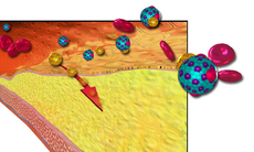 Cholesterol không xấu như ta nghĩ