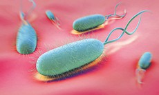 Viêm dạ dày do H.pylori có lây không?