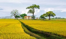 Thăm mộ cha