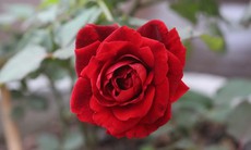 Hoa hồng - Vị thuốc hoạt huyết, chống viêm