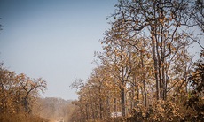 Chuyện rừng khộp