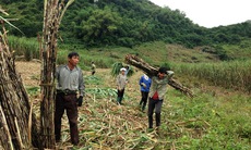 Nhọc nhằn nghề “phu mía”