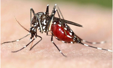 Khi nào loại trừ được bệnh sốt rét?