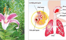 Bách hợp - Thuốc nhuận phổi trừ ho, dưỡng tâm an thần